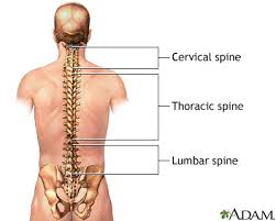 spine