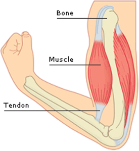tendon and uscle